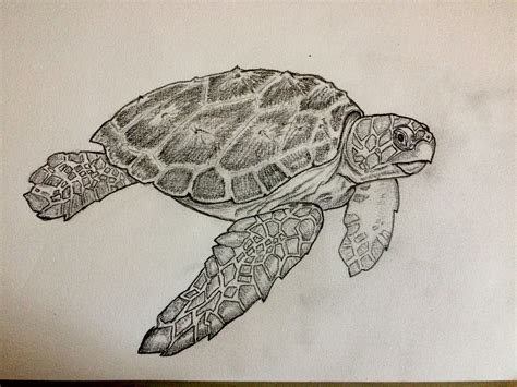 turtle images drawing|Turtle Images Drawing at GetDrawings .